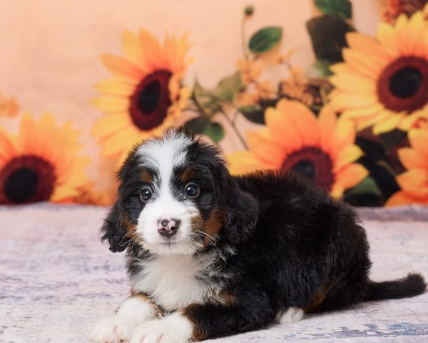 Photo of Mr. Kevin the F1 Mini-Bernedoodle puppy