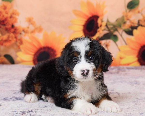 Photo of Mr. Kevin the F1 Mini-Bernedoodle puppy