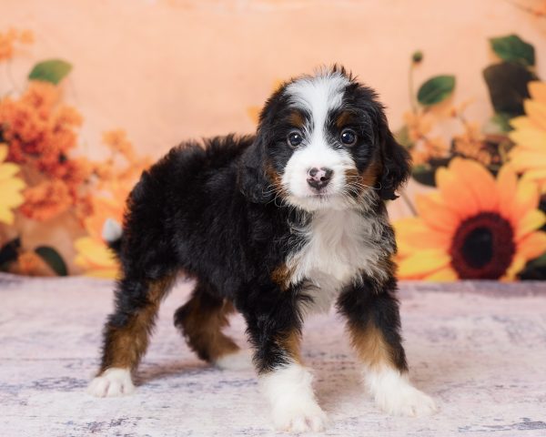 Photo of Mr. Kevin the F1 Mini-Bernedoodle puppy