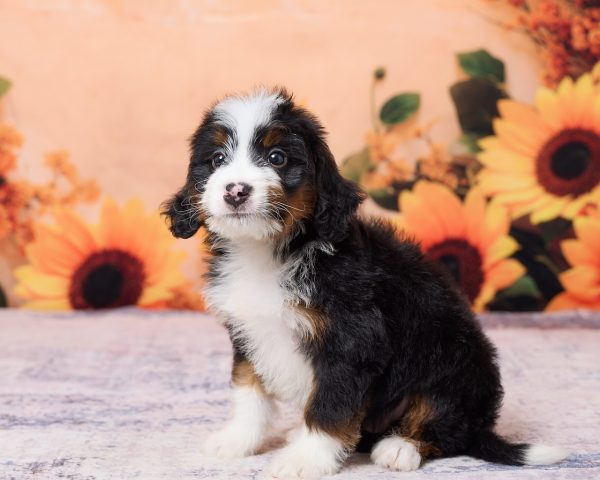 Photo of Mr. Kevin the F1 Mini-Bernedoodle puppy