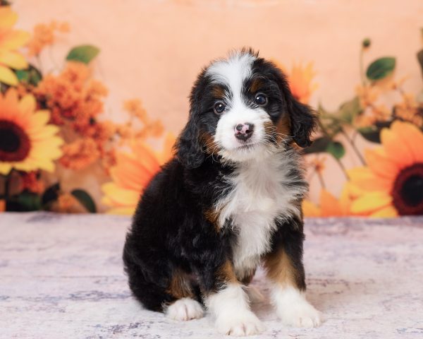 Photo of Mr. Kevin the F1 Mini-Bernedoodle puppy