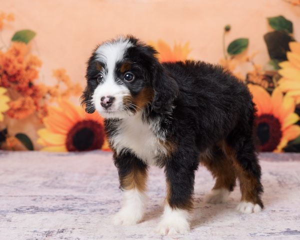 Photo of Mr. Kevin the F1 Mini-Bernedoodle puppy