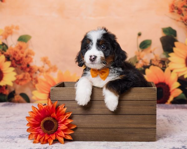 Mr. Kevin the F1 Mini-Bernedoodle puppy