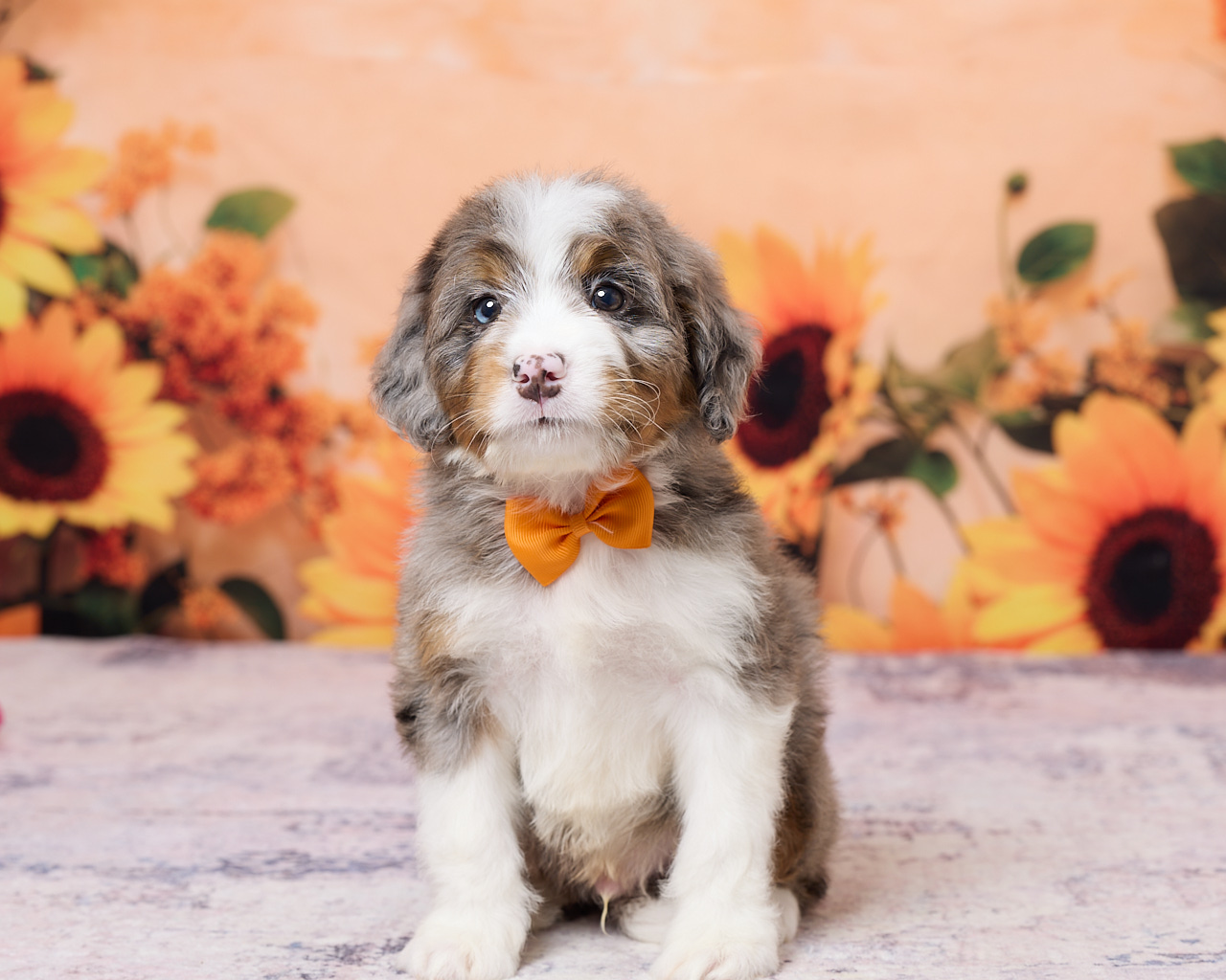 Photo of Mr. Kolson the F1 Mini-Bernedoodle puppy