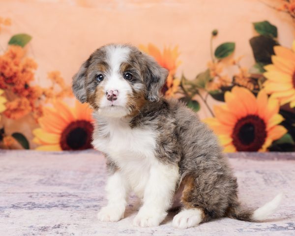 Photo of Mr. Kolson the F1 Mini-Bernedoodle puppy