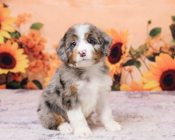 Photo of Mr. Kolson the F1 Mini-Bernedoodle puppy