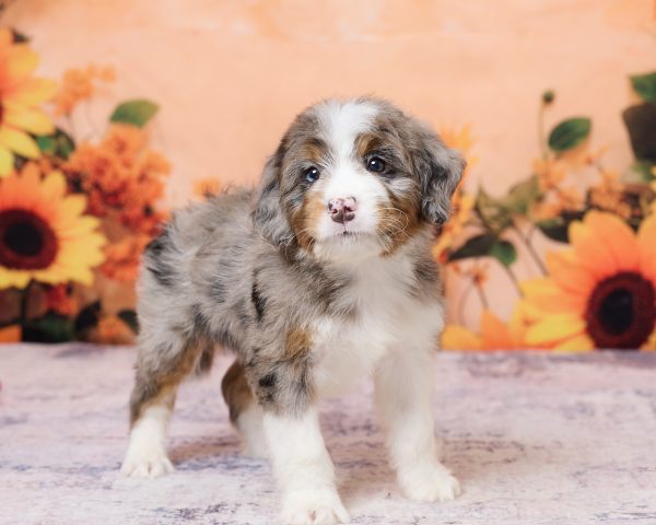 Photo of Mr. Kolson the F1 Mini-Bernedoodle puppy