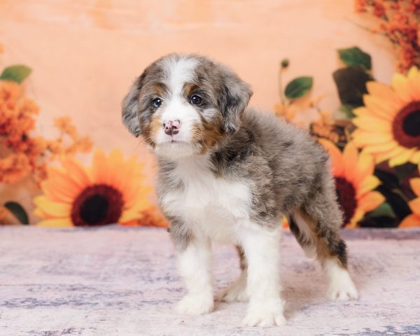 Photo of Mr. Kolson the F1 Mini-Bernedoodle puppy