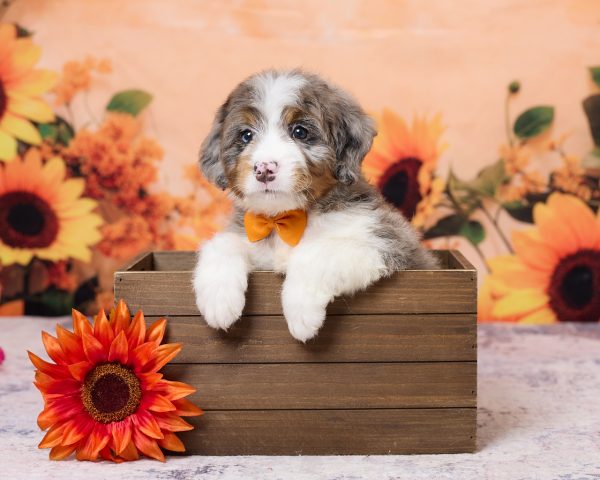 Photo of Mr. Kolson the F1 Mini-Bernedoodle puppy