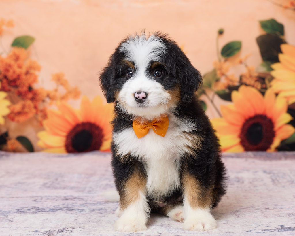 Photo of Mr. Kyle the F1 Mini-Bernedoodle puppy