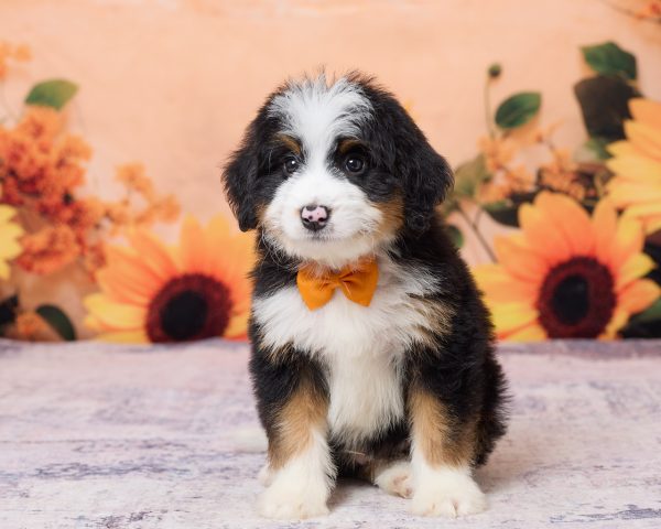 Photo of Mr. Kyle the F1 Mini-Bernedoodle puppy