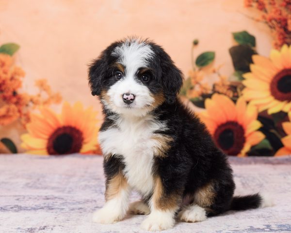 Photo of Mr. Kyle the F1 Mini-Bernedoodle puppy