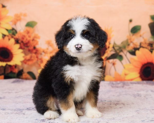 Photo of Mr. Kyle the F1 Mini-Bernedoodle puppy