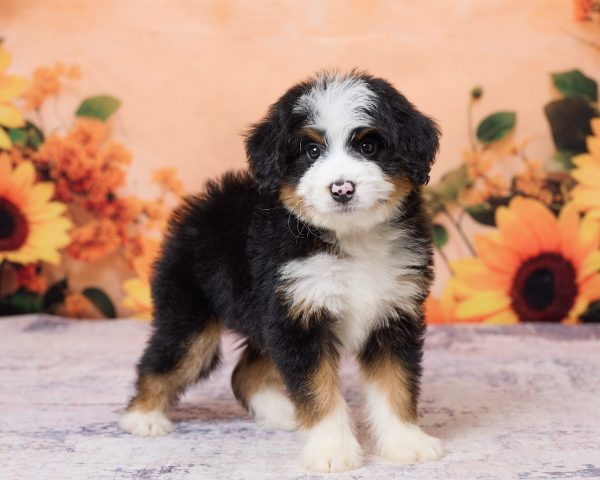 Photo of Mr. Kyle the F1 Mini-Bernedoodle puppy