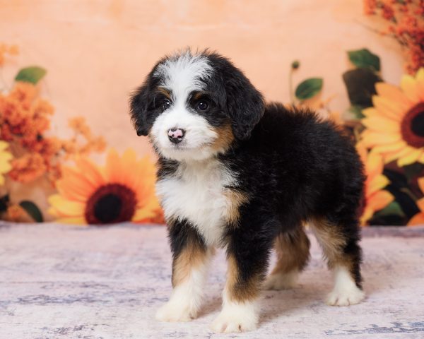 Photo of Mr. Kyle the F1 Mini-Bernedoodle puppy