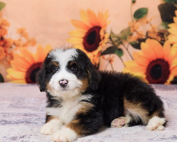 Photo of Mr. Kyle the F1 Mini-Bernedoodle puppy