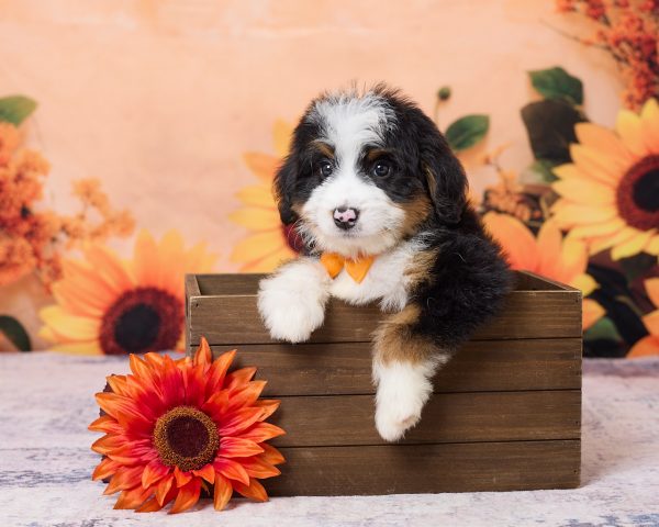 Photo of Mr. Kyle the F1 Mini-Bernedoodle puppy