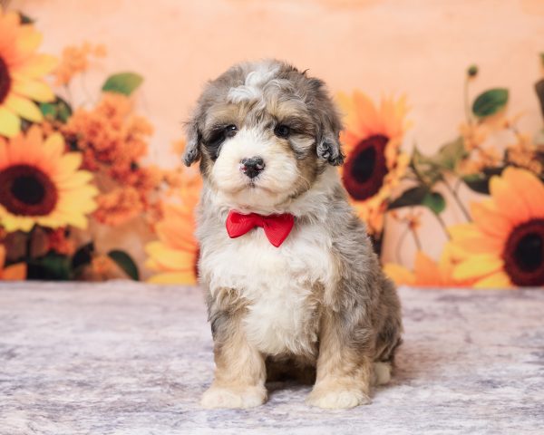 Mr. Lance the F1B Mini-Bernedoodle puppy