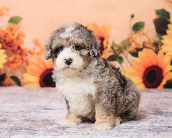 Photo of Mr. Lance the F1B Mini-Bernedoodle puppy