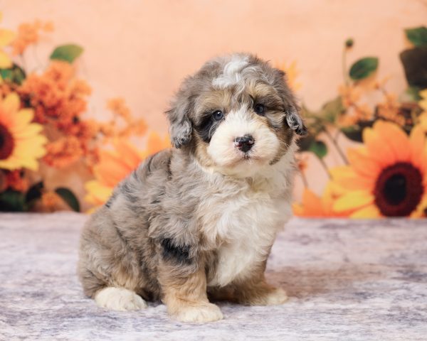 Photo of Mr. Lance the F1B Mini-Bernedoodle puppy