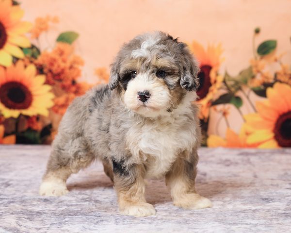 Photo of Mr. Lance the F1B Mini-Bernedoodle puppy