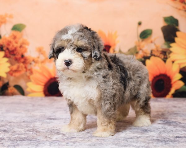 Photo of Mr. Lance the F1B Mini-Bernedoodle puppy