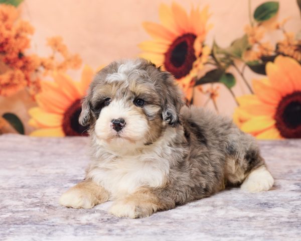 Photo of Mr. Lance the F1B Mini-Bernedoodle puppy