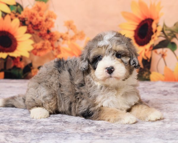 Photo of Mr. Lance the F1B Mini-Bernedoodle puppy