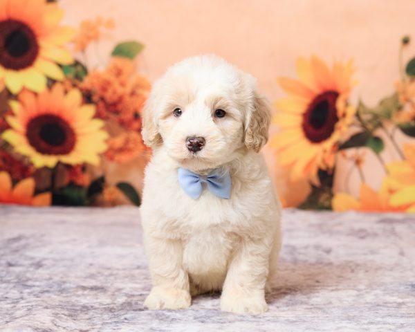 Mr. Lee the F1B Mini-Bernedoodle puppy