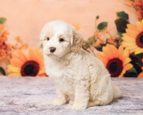 Photo of Mr. Lee the F1B Mini-Bernedoodle puppy