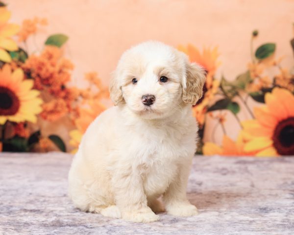 Photo of Mr. Lee the F1B Mini-Bernedoodle puppy