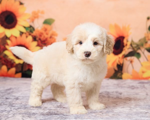 Photo of Mr. Lee the F1B Mini-Bernedoodle puppy