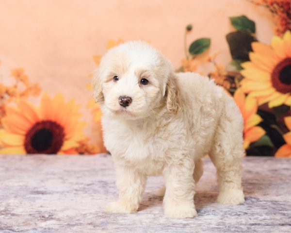 Photo of Mr. Lee the F1B Mini-Bernedoodle puppy