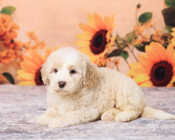 Photo of Mr. Lee the F1B Mini-Bernedoodle puppy