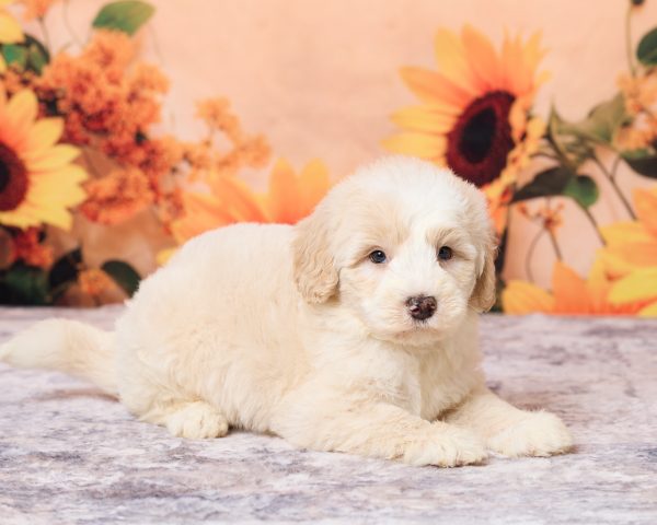 Photo of Mr. Lee the F1B Mini-Bernedoodle puppy