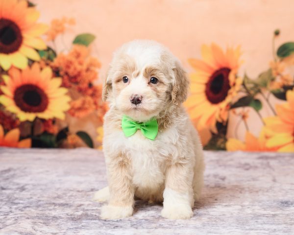 Mr. Leo the F1B Mini-Bernedoodle puppy