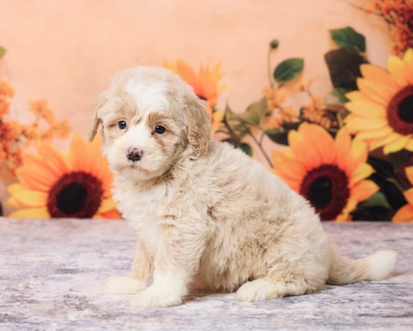 Photo of Mr. Leo the F1B Mini-Bernedoodle puppy