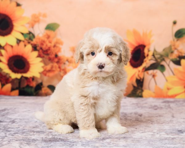 Photo of Mr. Leo the F1B Mini-Bernedoodle puppy