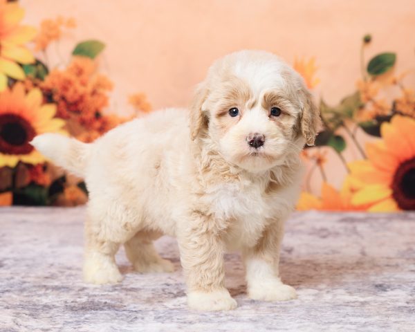 Photo of Mr. Leo the F1B Mini-Bernedoodle puppy