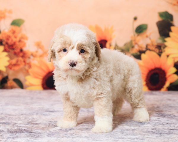 Photo of Mr. Leo the F1B Mini-Bernedoodle puppy