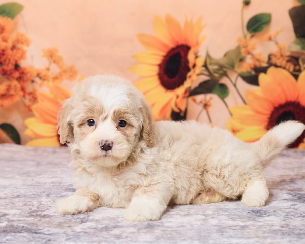 Photo of Mr. Leo the F1B Mini-Bernedoodle puppy