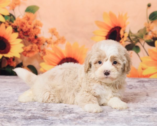 Photo of Mr. Leo the F1B Mini-Bernedoodle puppy