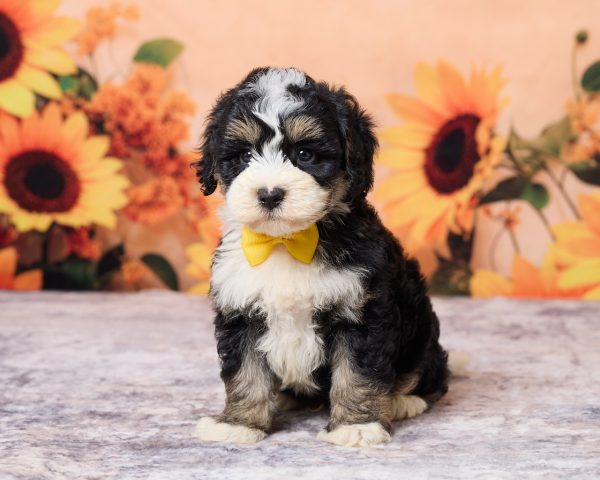 Mr. Les the F1B Mini-Bernedoodle puppy
