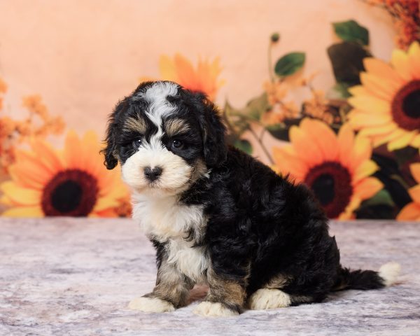 Photo of Mr. Les the F1B Mini-Bernedoodle puppy