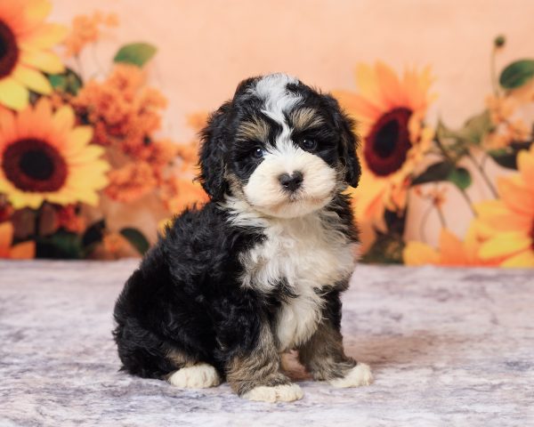 Photo of Mr. Les the F1B Mini-Bernedoodle puppy