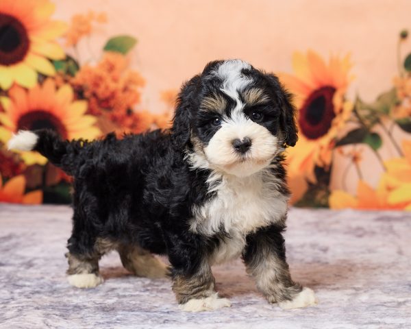 Photo of Mr. Les the F1B Mini-Bernedoodle puppy