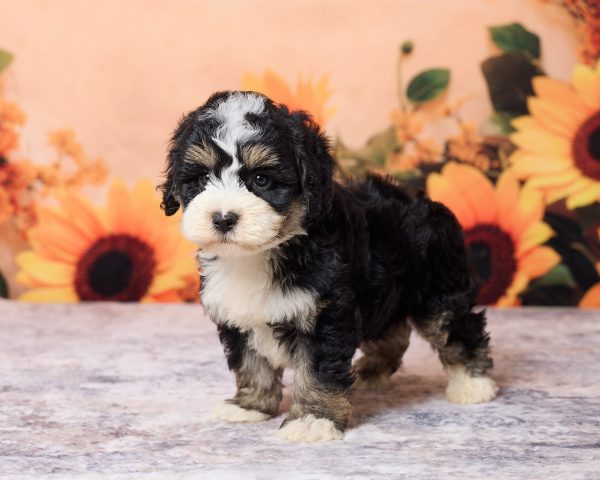 Photo of Mr. Les the F1B Mini-Bernedoodle puppy