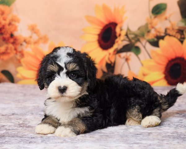Photo of Mr. Les the F1B Mini-Bernedoodle puppy