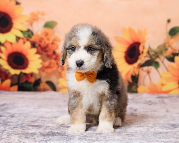 Mr. Lonnie the F1B Mini-Bernedoodle puppy