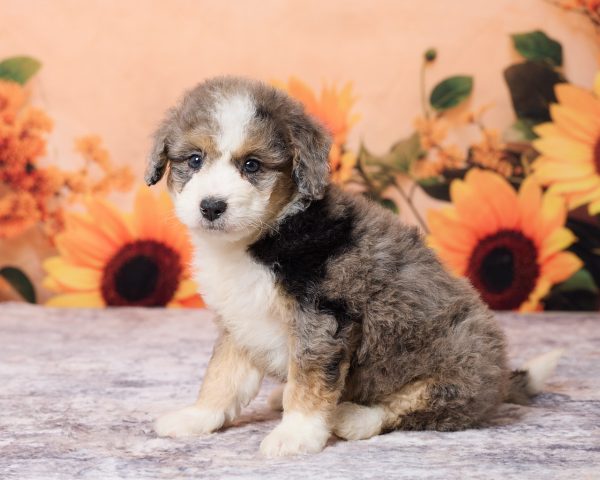 Photo of Mr. Lonnie the F1B Mini-Bernedoodle puppy